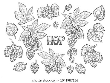 Graphic hops collection drawn in engraving technique. Vintage vector natural design isolated on white background. Coloring book page