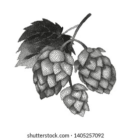 Graphic hops on the branch. Vector natural design drawn in stippling technique