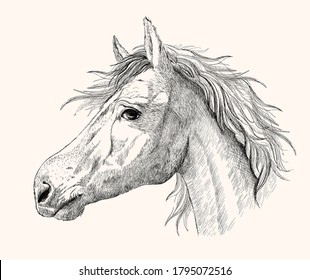 Graphic horse profile portrait, black and white hand drawn ink vector sketch