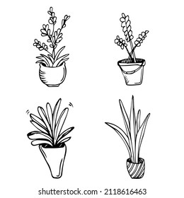 Graphic house plant drawings black and white vector set. Line art home flowers, blooming plants