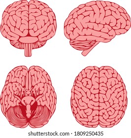 Graphic human brain on four sides, illustration