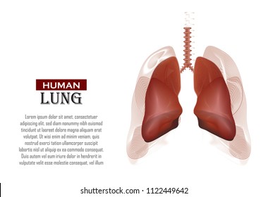 Graphic human lungs
