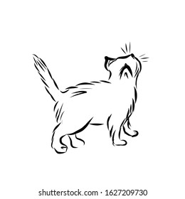 graphic icon cat, single simple animal drawing 