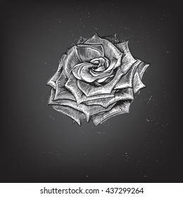 graphic, icon, vector pencil drawing, rose, vector graphics rose rose line, drawing cancers rose, white rose
