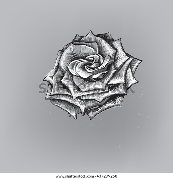 Graphic Icon Vector Pencil Drawing Rose Stock Vector Royalty Free