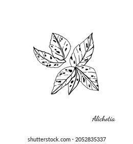 Graphic illustration of Alichotia.Graphic botanical sketch. Manual graphics. Vector illustration.