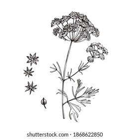 Graphic illustration of Anise. Spice. Fragrant herb. Manual graphics. Vector illustration.