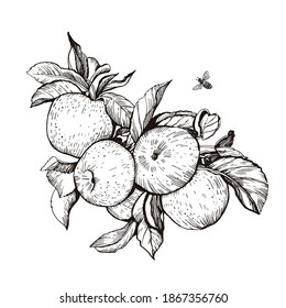 Graphic illustration of Apple. Deliciou fruit. Antioxidant. Manual graphics. Vector illustration.