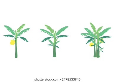 Graphic illustration of banana tree on a white background, clearly separated. Cartoon style, cute and bright. Single tree and in clumps There are small trees and large trees bearing bananas.