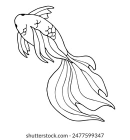 Graphic illustration of a betta fish. Outline drawing of an exotic aquatic animal in doodle style. Hand drawn in black line art. Undersea world. Inhabitant of the ocean, sea. For coloring book. 