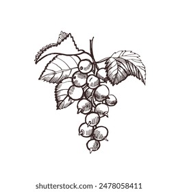 Graphic illustration of black currant. Vector illustration. Elements for the design of cards, labels, booklets.