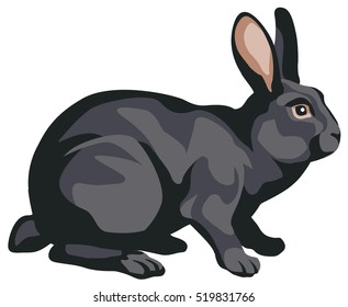 graphic illustration of a black rabbit looking right