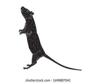 Graphic illustration of a black silhouette of a realistic rat standing on its hind legs in isolate on a white background. Vector illustration