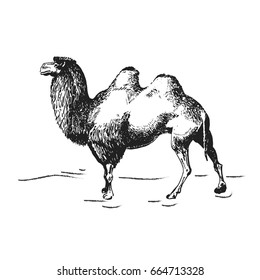 graphic illustration of camel in hatch technique