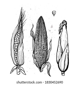 Graphic Illustration Of Corn. Vector Illustration. Manual Graphics.