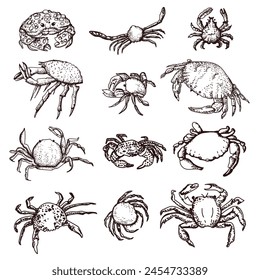 Graphic illustration of crabs. Different types of crabs. Sea food, delicacy. Vector hand drawn illustration.