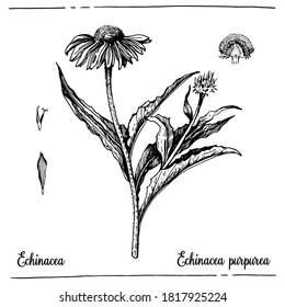 Grafische Illustration von Echinacea. Vektorgrafik. Manuelle Grafiken.