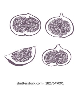 Graphic illustration of Fig. Vector illustration. Manual graphics.