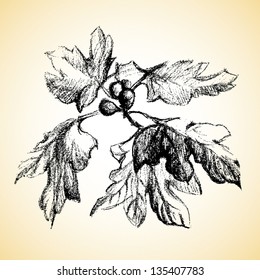 graphic illustration of figs