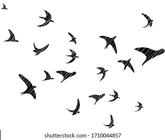 Graphic illustration with a flock of birds.  Flock of swallows.  Black-white style.  Minimalistic illustration.