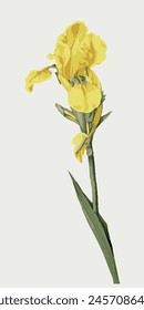 Graphic illustration. Flower. Yellow iris.