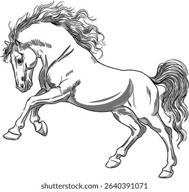 graphic illustration of a Galloping stallion. Vector black and white drawing of a horse in motion, with a flowing mane and raised front hooves.