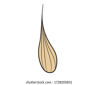 Graphic illustration with grains of wheat in isolate on a white background. Theme of crops, agriculture or bakery products. Vector illustration.