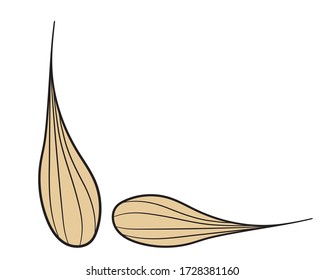 Graphic illustration with grains of wheat in isolate on a white background. Theme of crops, agriculture or bakery products. Vector illustration.