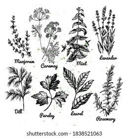 Graphic illustration with herbs. Vector illustration. Manual graphics.