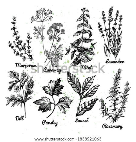 Graphic illustration with herbs. Vector illustration. Manual graphics.