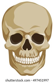 graphic illustration of the human skull