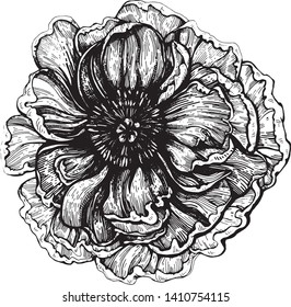 graphic illustration ink flowers peony fabric pattern