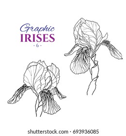 Graphic illustration of irises from different angles, set part 6. Hand drawn flowers and buds in line art style. Beautiful blossoms for romantic design of wedding invitation, advertising, booklets.