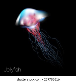  Graphic illustration of jellyfish in vector