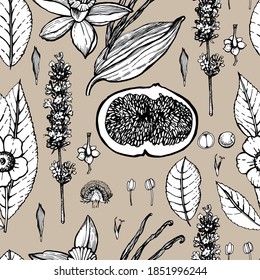 Graphic illustration of Lavender. Vector illustration. Manual graphics.