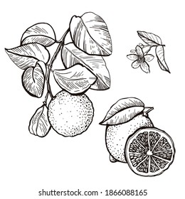 Graphic illustration of Lime. Citrus fruit. A source of vitamins. Manual graphics. Vector illustration.