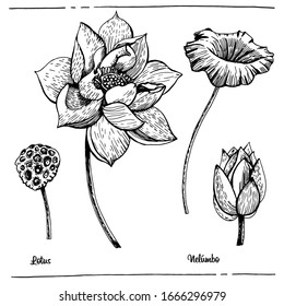 Ilustración gráfica Lotus. Ilustración vectorial. Gráficos manuales.Dibujo botánico.