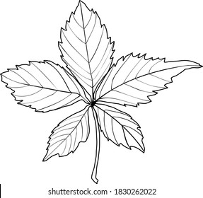 graphic illustration of a maiden grape leaf in black and white