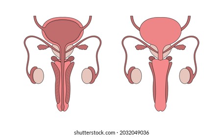 Graphic Illustration Of Male Human Reproductive System On White Background. Male Reproductive Organ With Cross Section And Whole View.