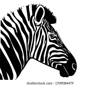 Graphic illustration of a portrait of a zebra in profile. Vector illustration.