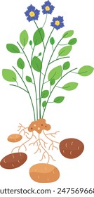 Graphic illustration potato plant showing roots tubers leaves blue flowers isolated white background vector illustration. Plant diagram purpose educational botanical studies agriculture teaching