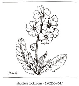 Graphic illustration of Primula. Primrose. Graphic botanical sketch. Manual graphics. Vector illustration.