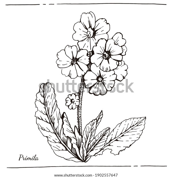 Graphic illustration of\
Primula. Primrose. Graphic botanical sketch. Manual graphics.\
Vector illustration.