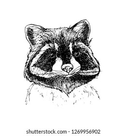 graphic illustration of a raccoon, borsuk, animal
