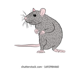 Graphic illustration of a realistic grey rat standing on its hind legs in isolate on a white background. Vector illustration