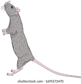 Graphic illustration of a realistic grey rat standing on its hind legs in isolate on a white background. Vector illustration