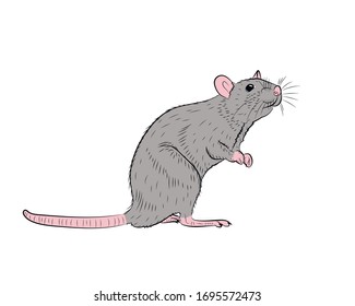 Ilustración gráfica de una rata gris realista sobre sus patas traseras aislada sobre un fondo blanco. Ilustración del vector