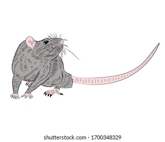 Graphic illustration of a realistic grey rat in isolate on a white background. Vector illustration.