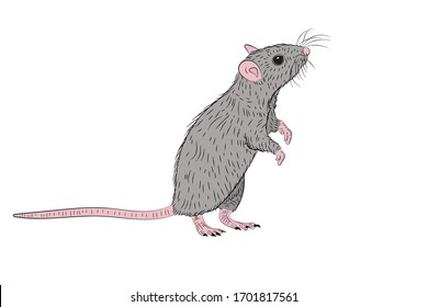 Graphic illustration of a realistic grey rat standing on its hind legs in isolate on a white background. Vector illustration