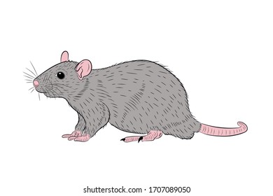 Mouse Etching の画像 写真素材 ベクター画像 Shutterstock